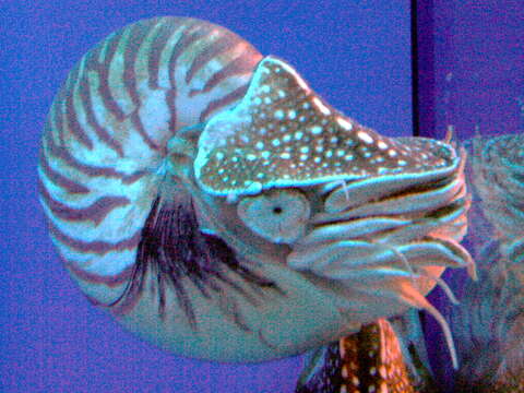 Image of chambered nautilus