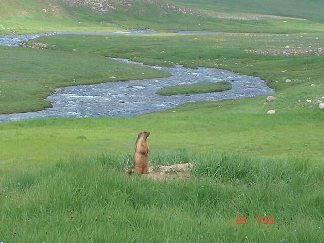 Image of Himalayan Marmot