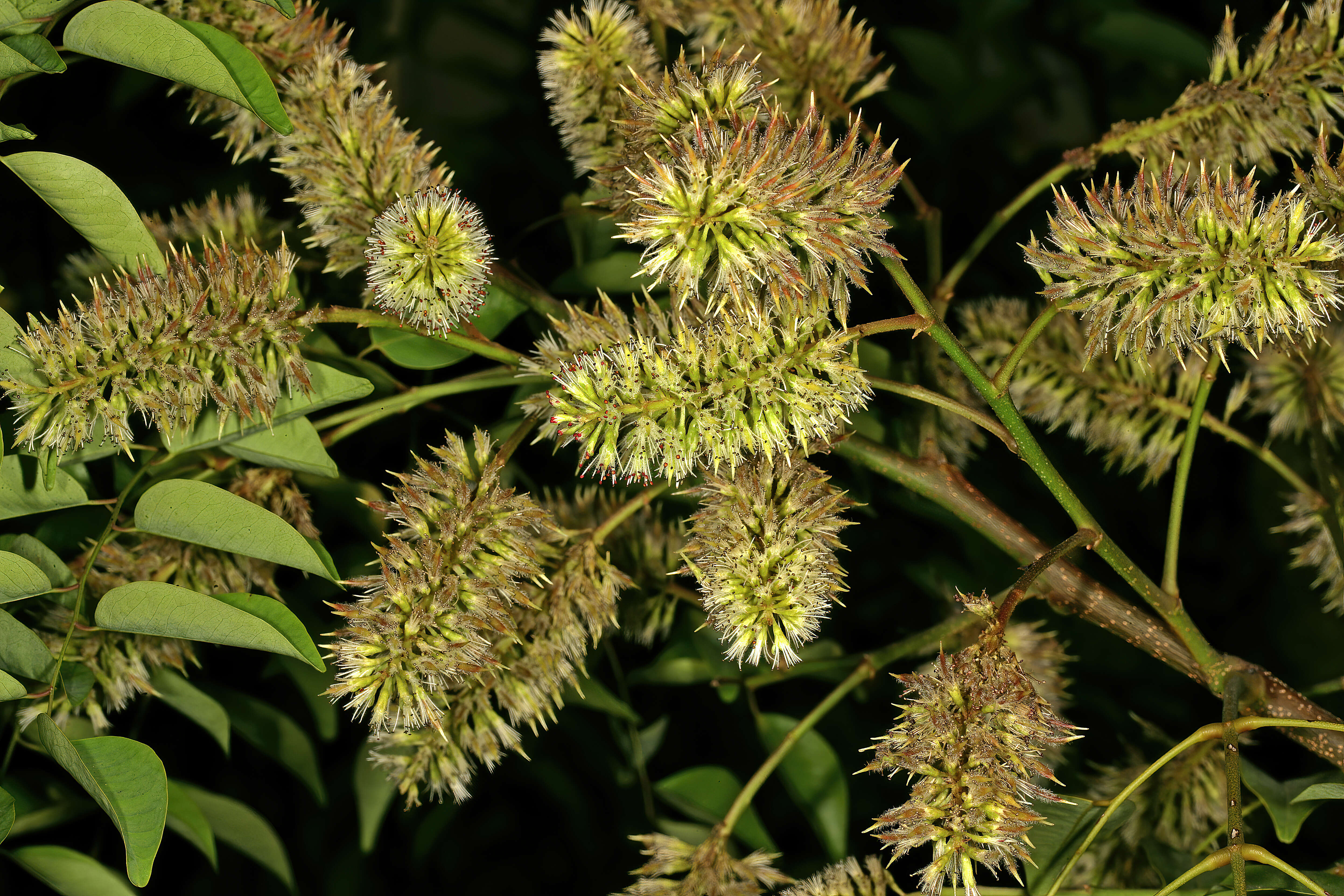 Plancia ëd Erythrophleum lasianthum Corbishley