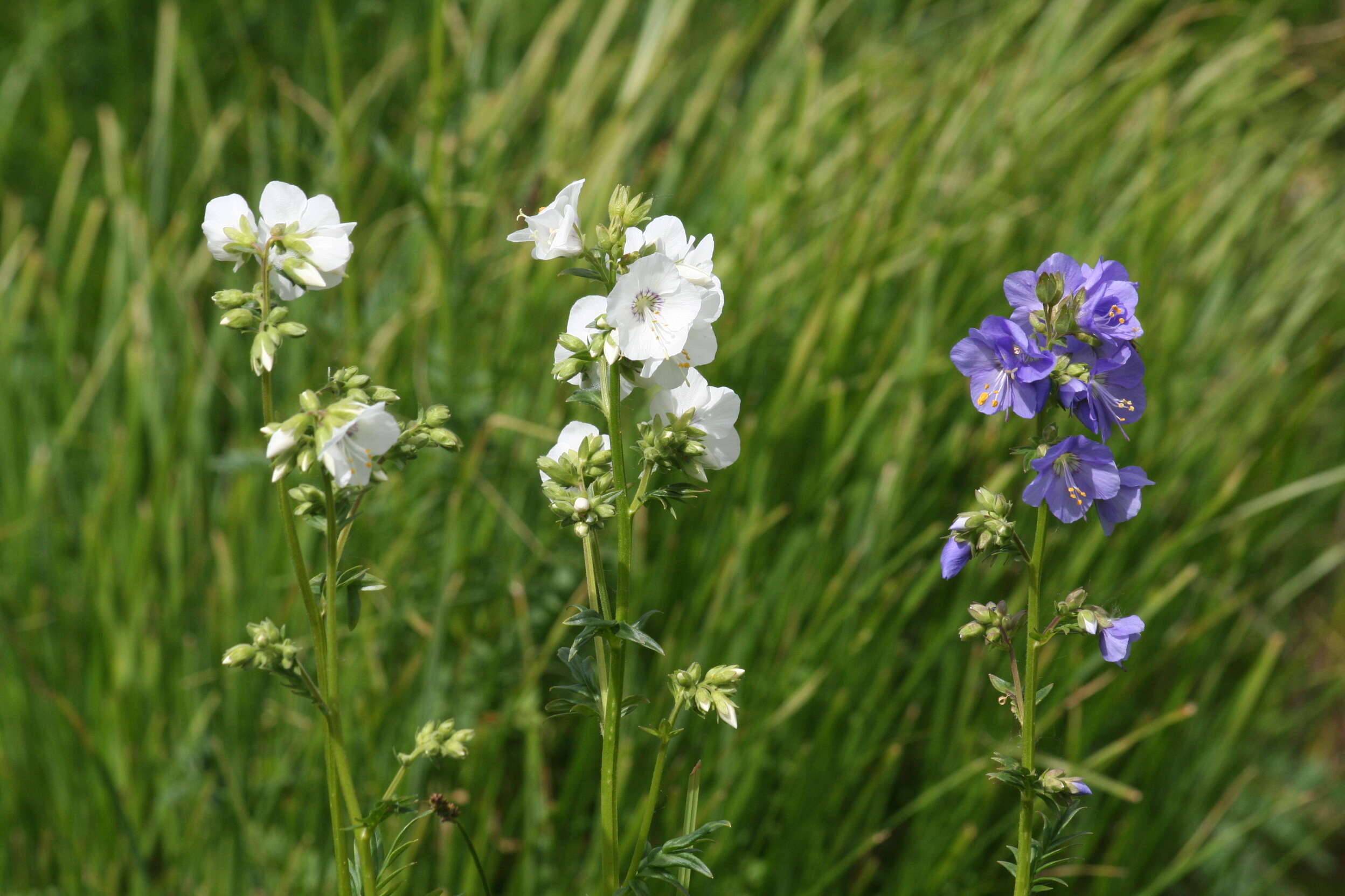 Image de Polémoine bleue