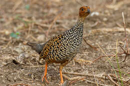 Image of Painted Francolin