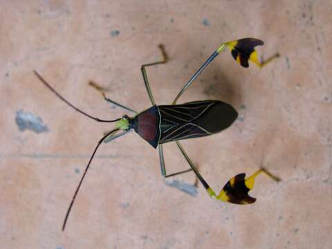 Image of Anisoscelis (Bitta) gradadius Distant 1881