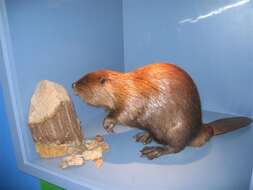 Image of European beaver