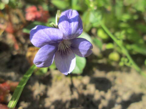 Image of common dog-violet