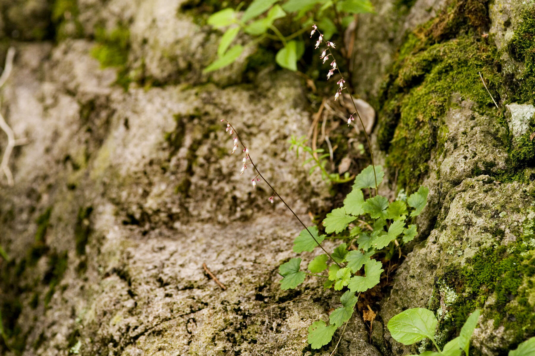 Image of alumroot