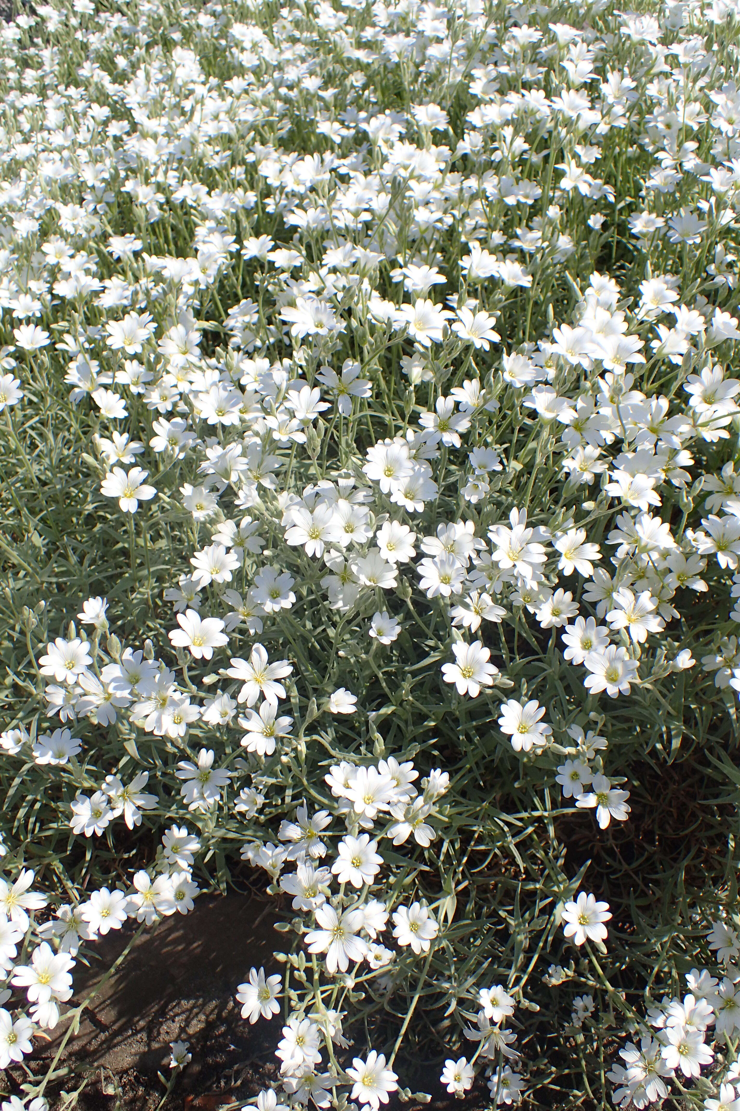 Imagem de Cerastium biebersteinii DC.