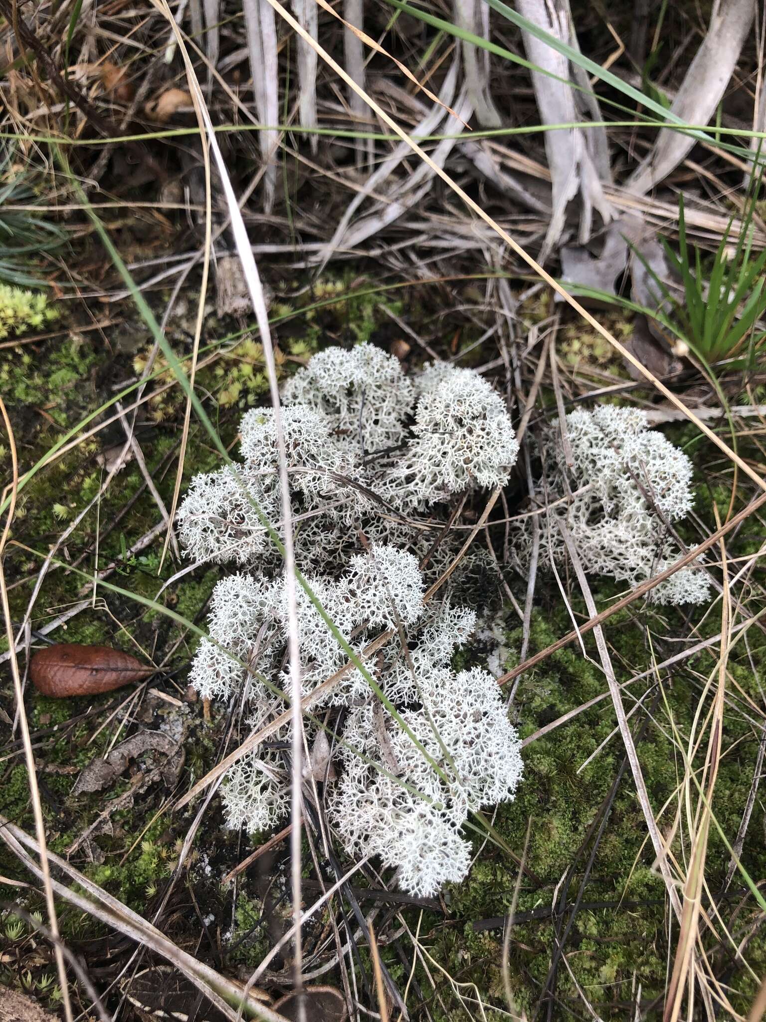 Слика од Cladonia evansii Abbayes