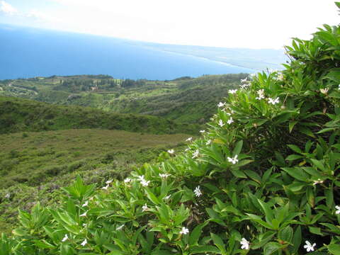 Imagem de Scaevola chamissoniana Gaud.