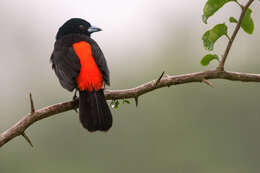 Image of Passerini's Tanager