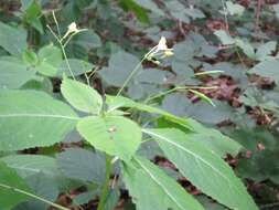 Image of small balsam