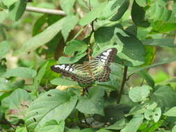 Imagem de Parthenos sylvia