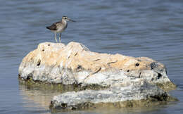 Image of Wood Sandpiper