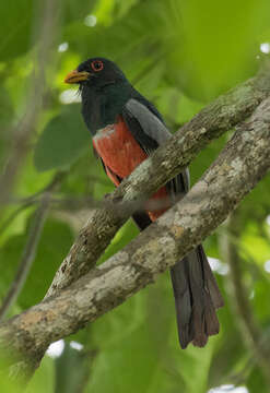 Image of Black-tailed Trogon