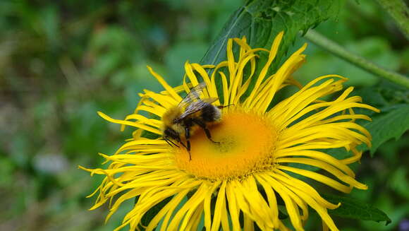 Image of Bombus hypnorum (Linnaeus 1758)