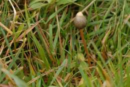 Plancia ëd Psilocybe semilanceata (Fr.) P. Kumm. 1871