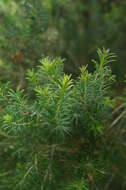 Image of Melaleuca acacioides F. Müll.