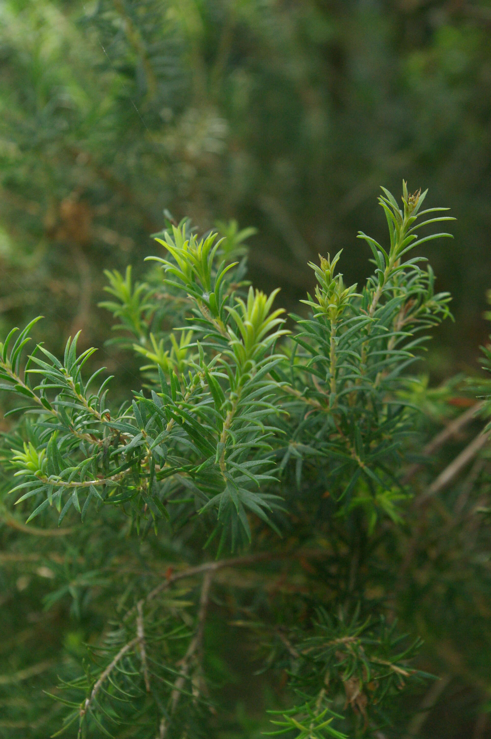 Image of Melaleuca acacioides F. Müll.