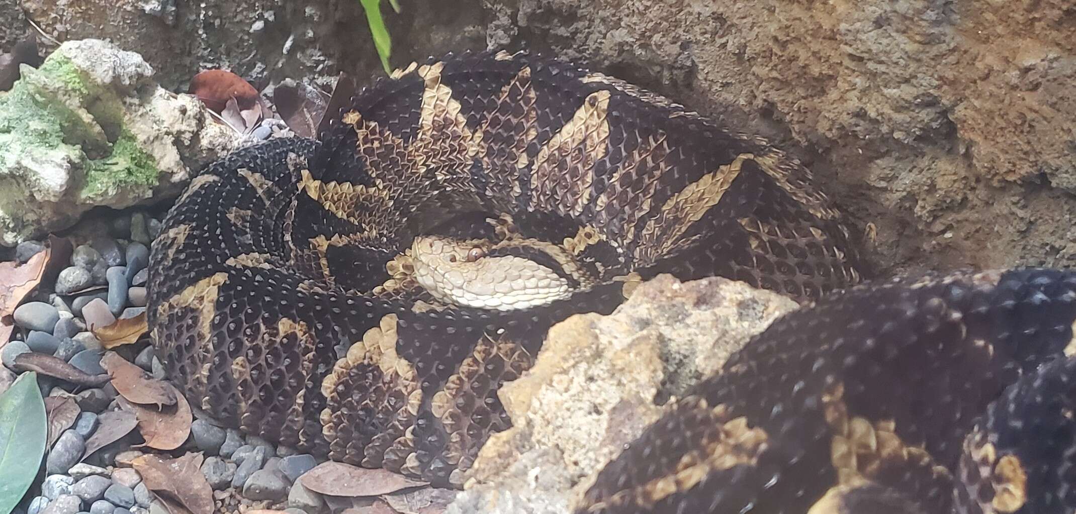 Image of Jumping Pit Viper