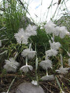 Image of Dianthus petraeus Waldst. & Kit.