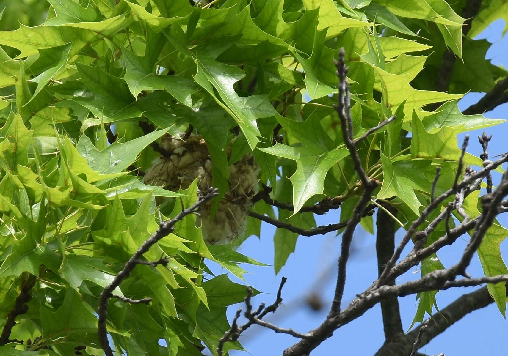 Vireo gilvus (Vieillot 1808) resmi