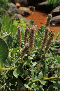 Image of Salix breviserrata B. Flod.