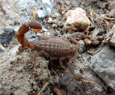 Image of Compsobuthus werneri (Birula 1908)