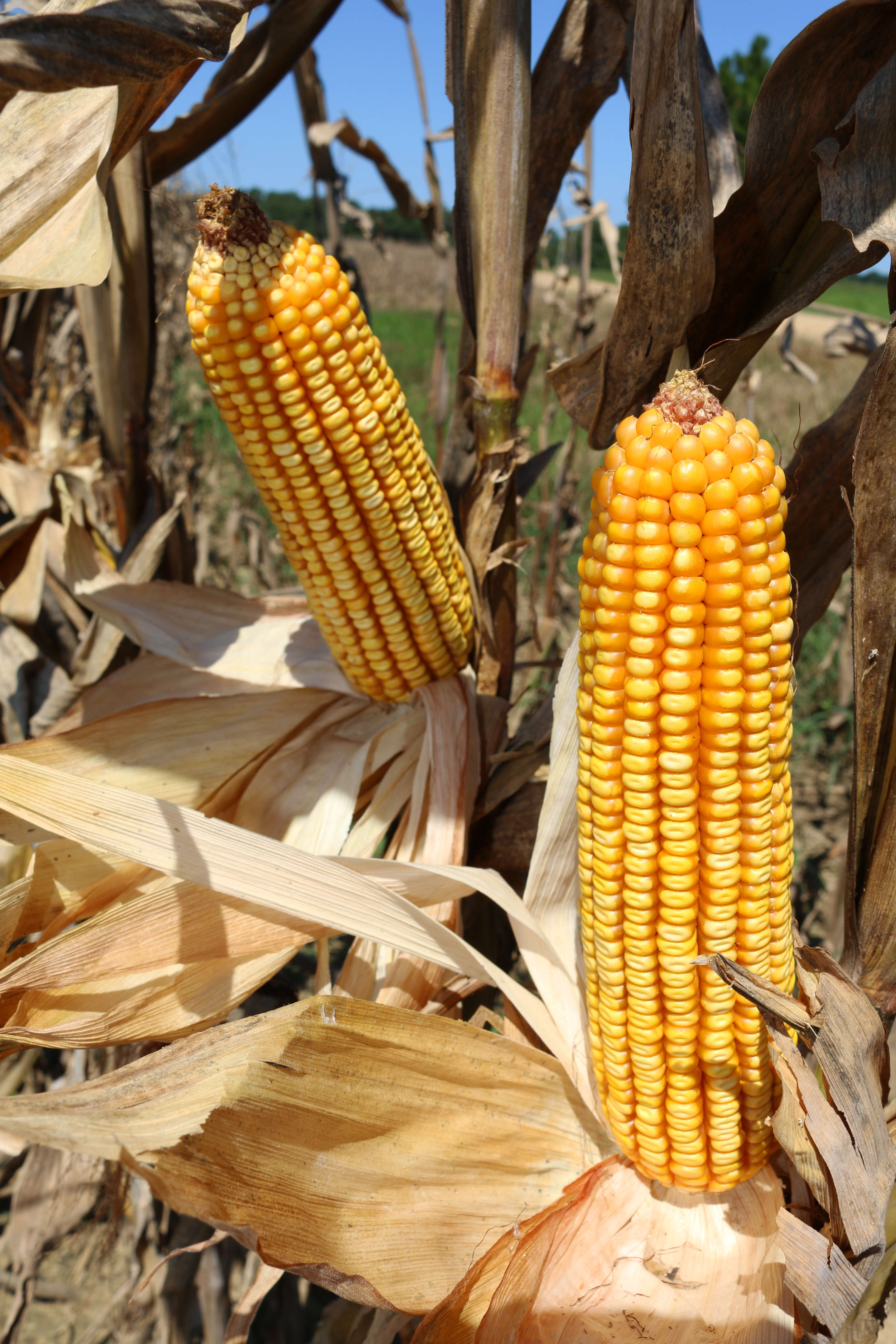 Image of Zea mays Saccharata