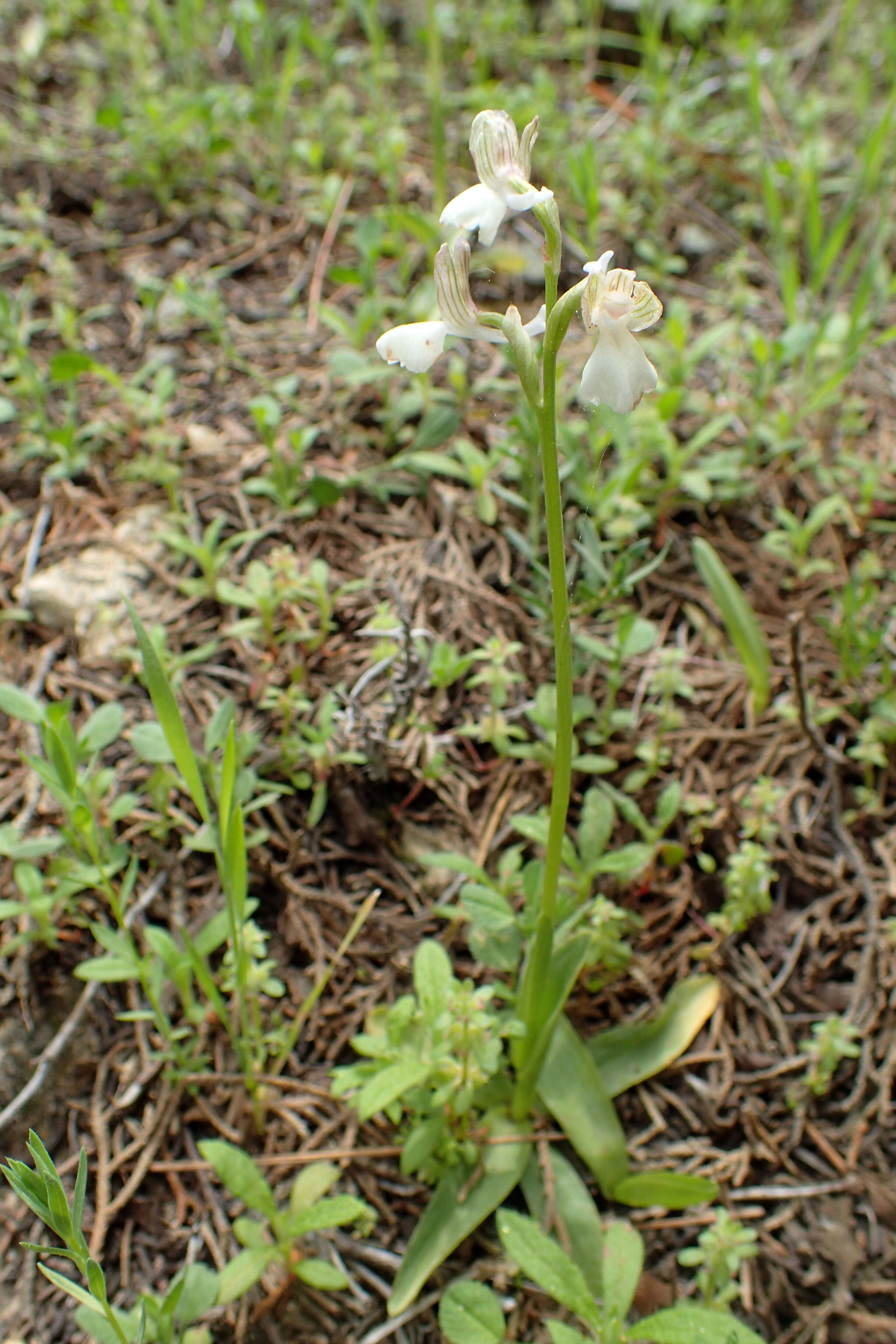 Image of Anacamptis morio subsp. syriaca (E. G. Camus) H. Kretzschmar, Eccarius & H. Dietr.