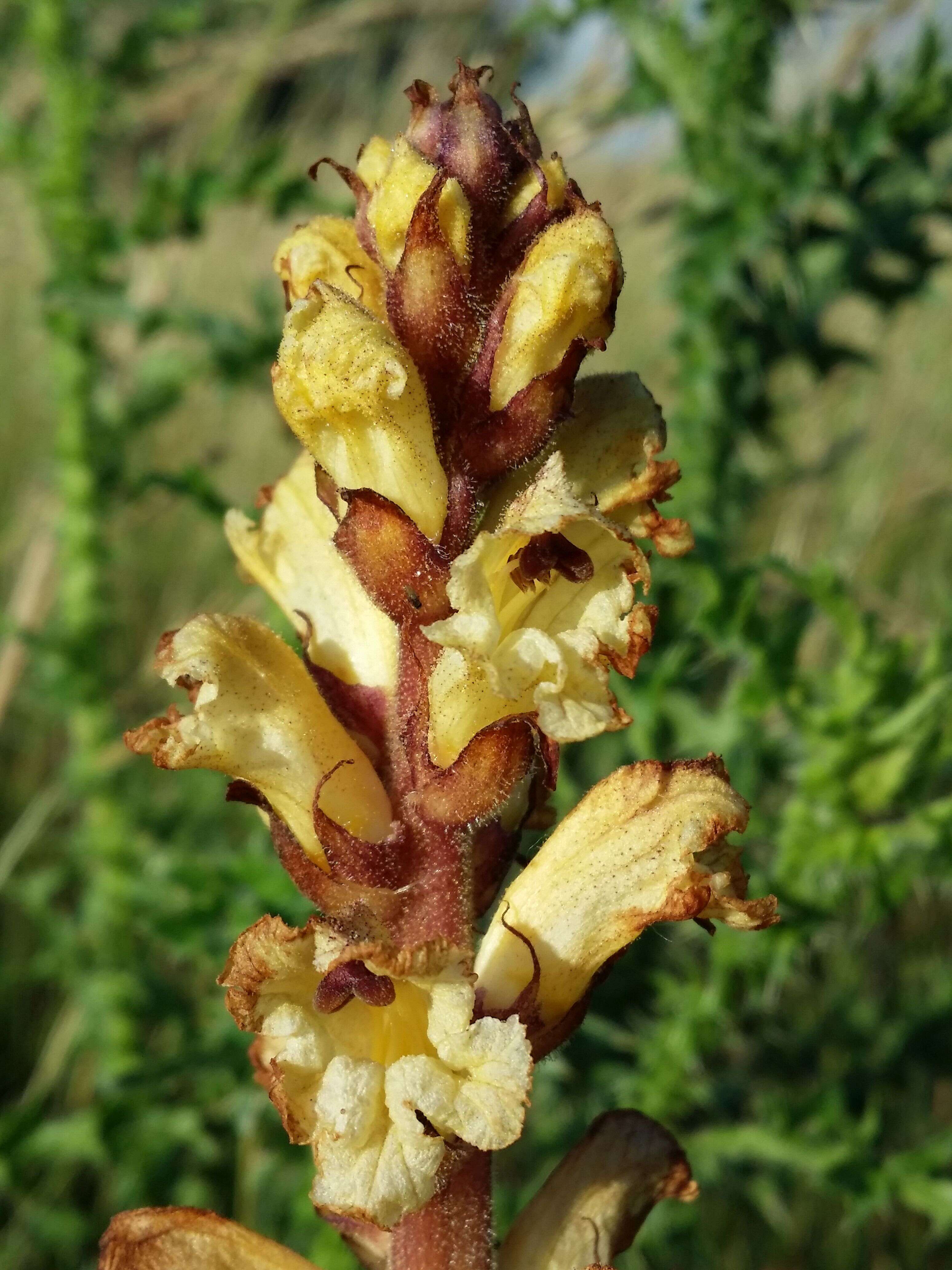 Imagem de Orobanche reticulata Wallr.