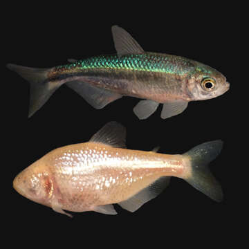 Image of Mexican Tetra