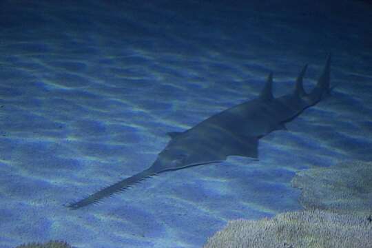 Image of Green Sawfish