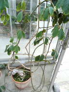 Image of chestnut vine