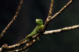 Image of Jerdon's Forest Lizard