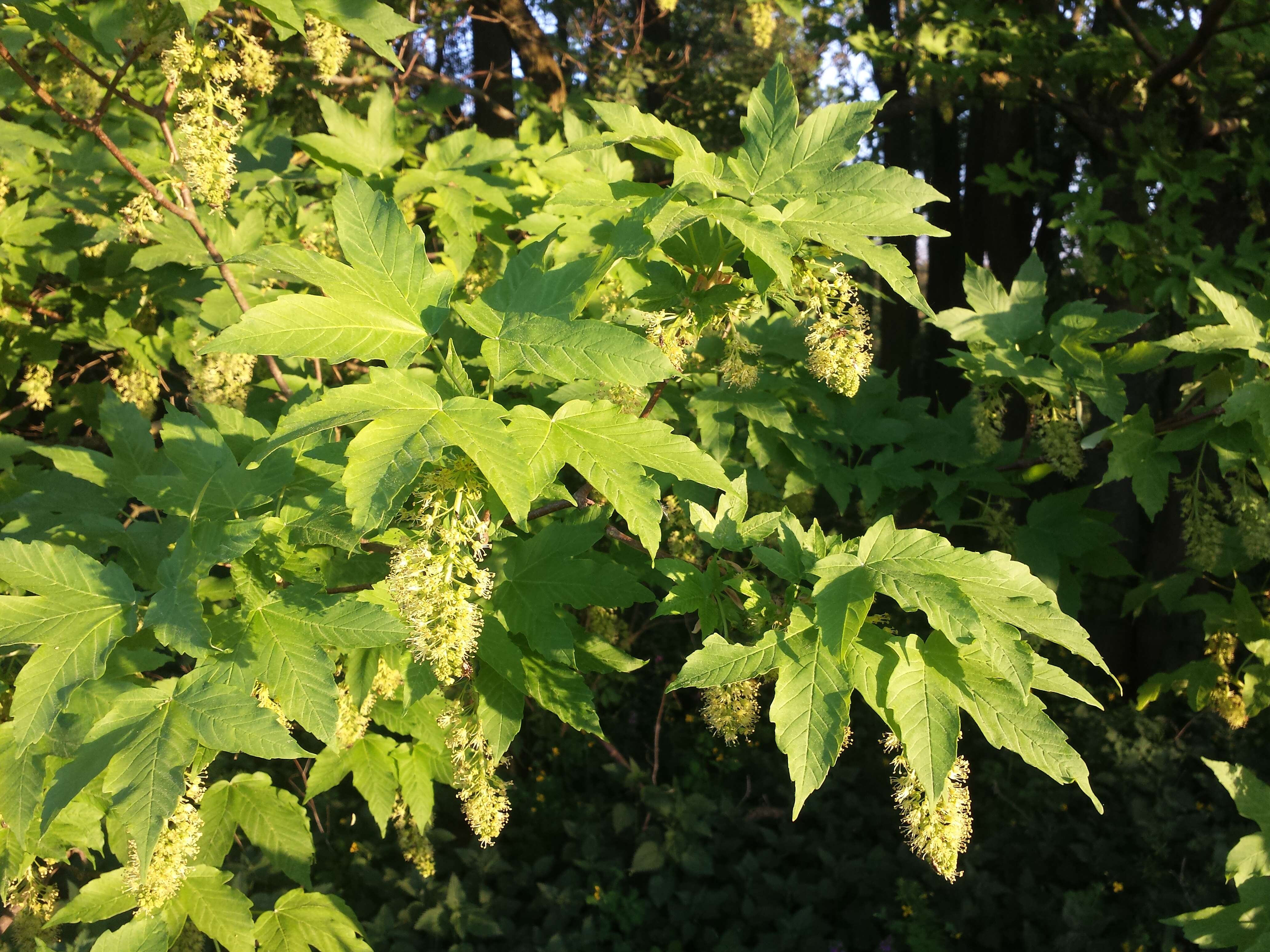 Imagem de Acer pseudoplatanus L.