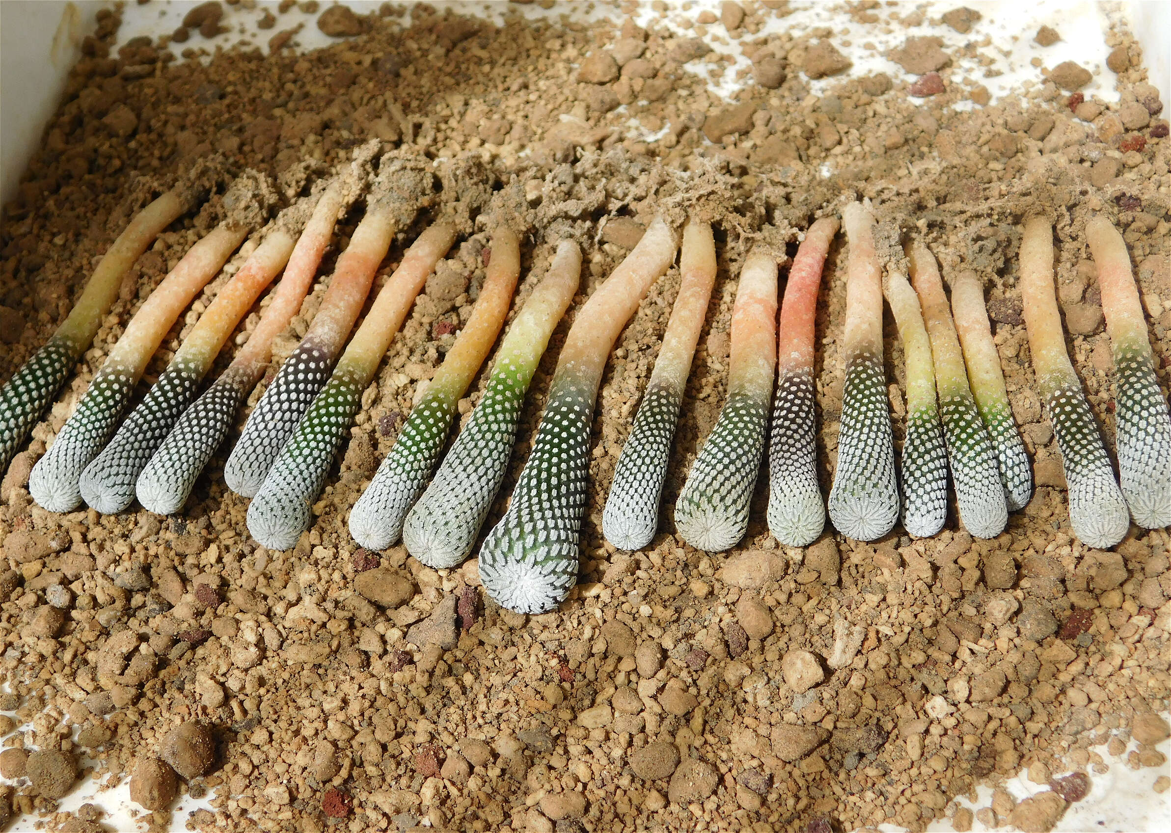 Image of Turbinicarpus pseudopectinatus (Backeb.) Glass & R. A. Foster