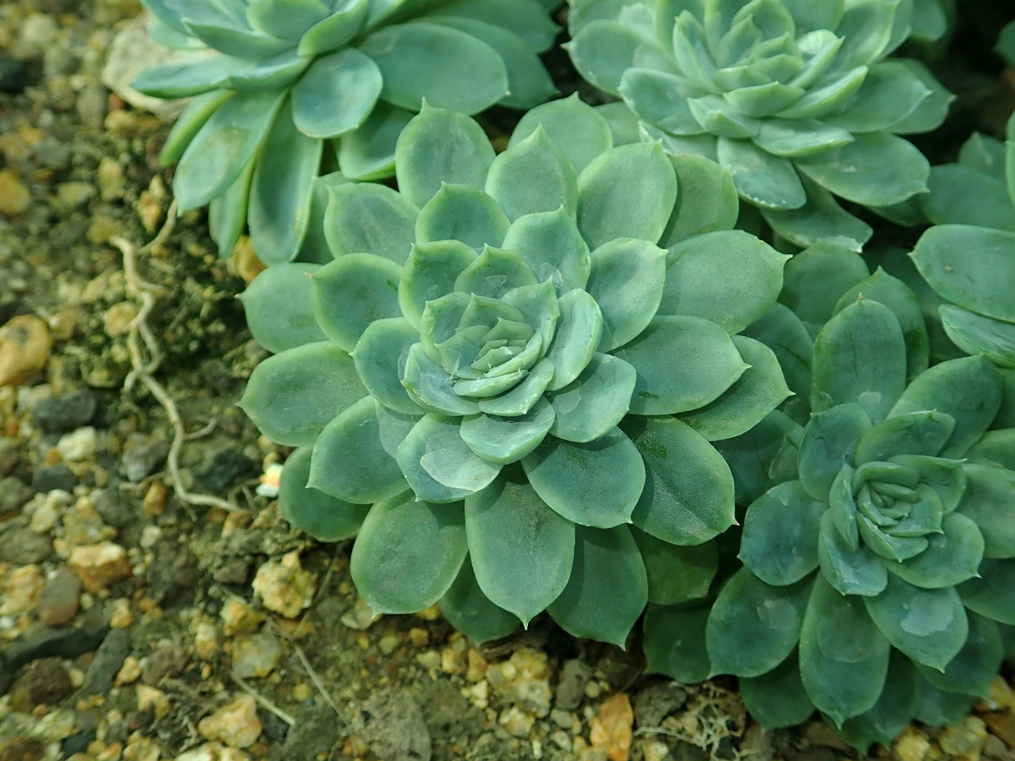 Image of Echeveria elegans Rose