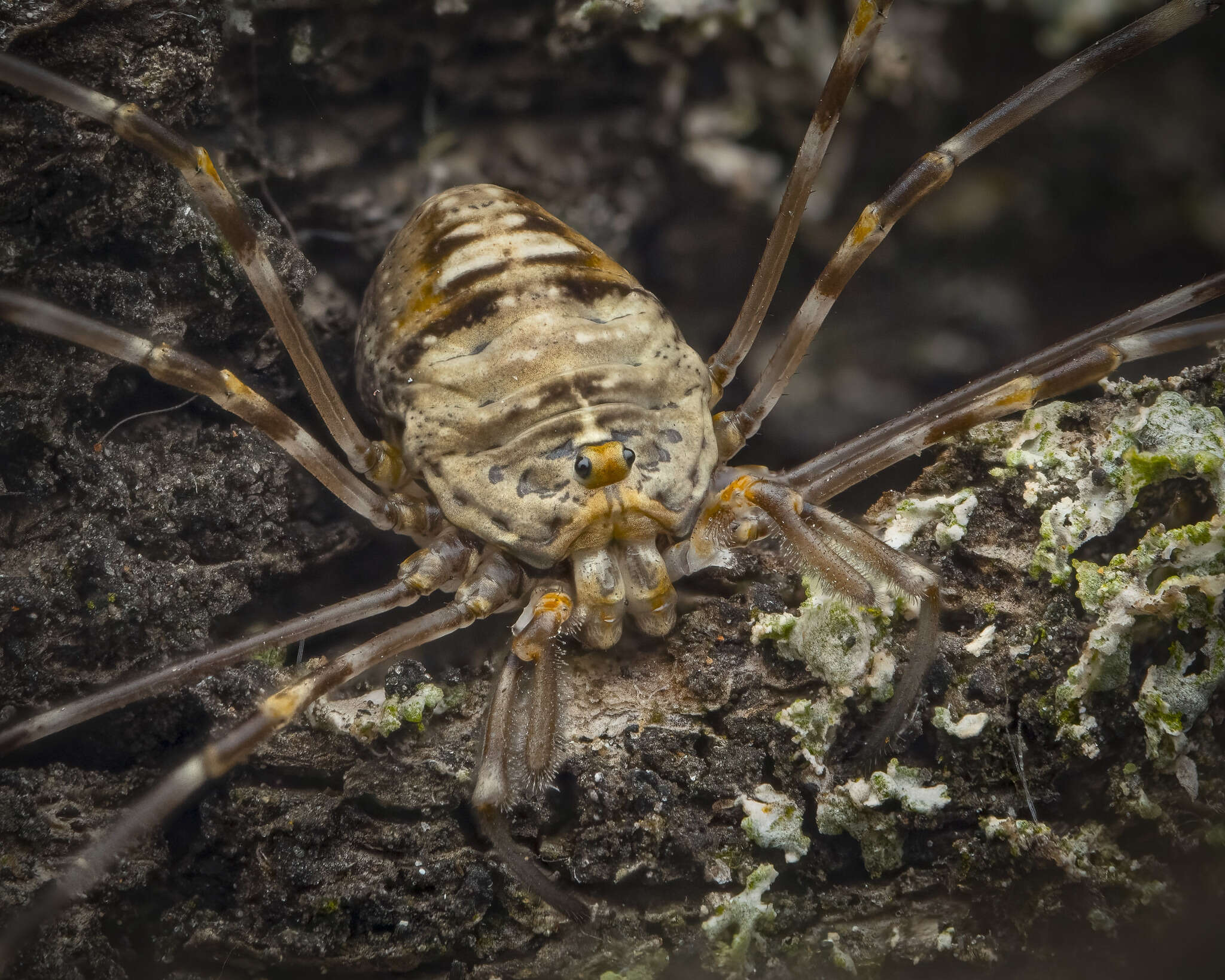 Sivun Dicranopalpus ramosus kuva