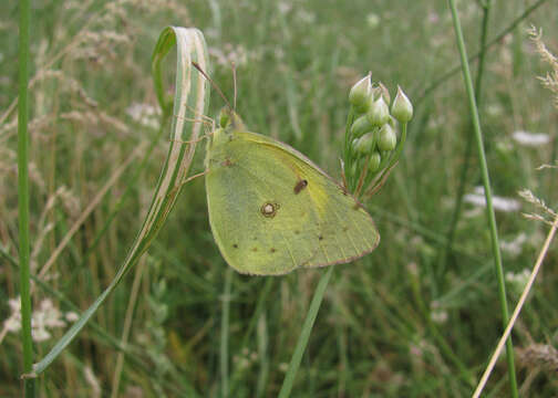 Image of Eastern Pale Clouded Yellow