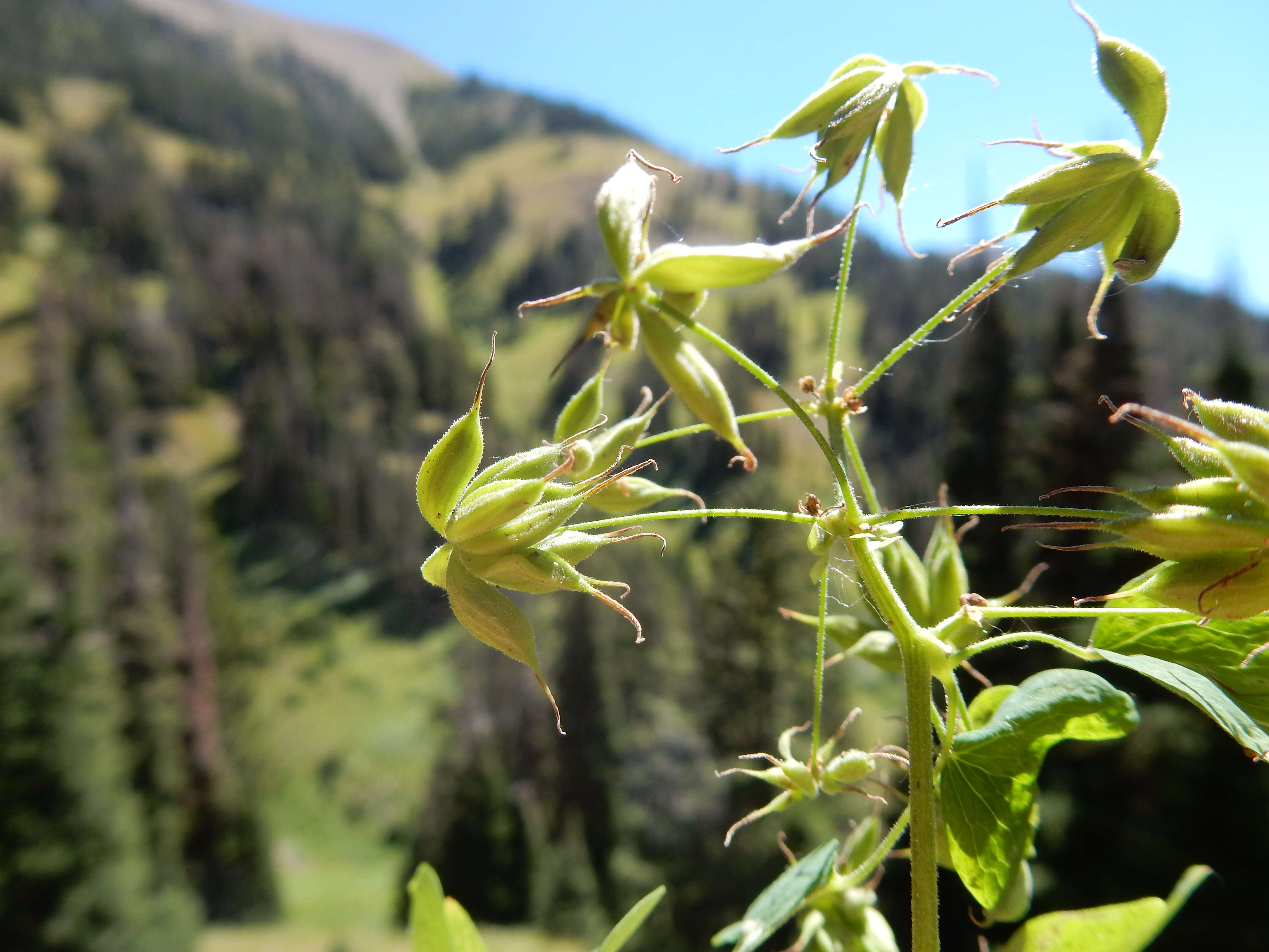 Image of western meadow-rue