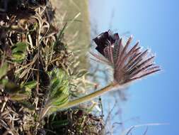 Image of Small Pasque Flower