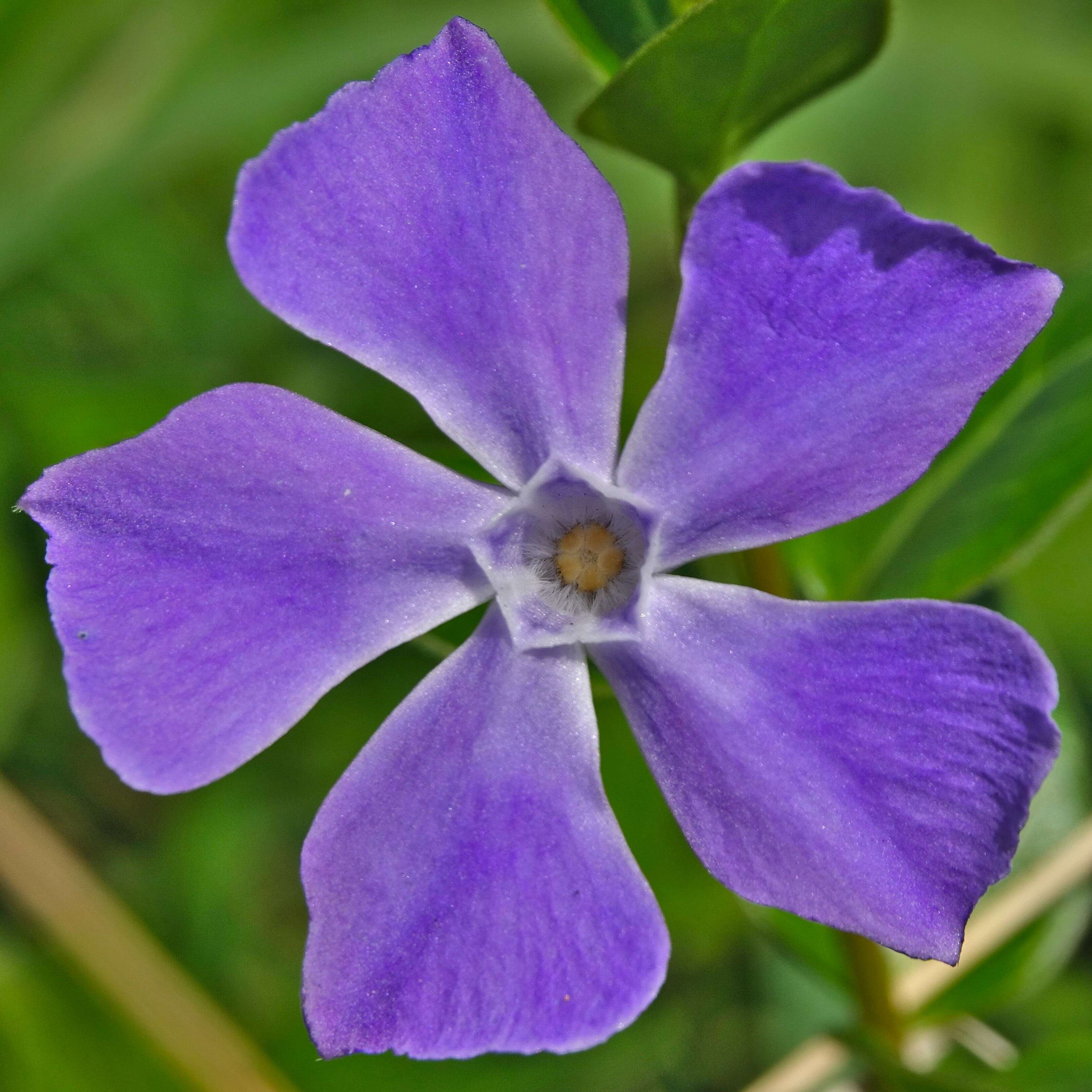 Image of Greater Periwinkle