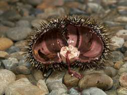 Image of sea urchins