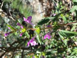 Image of Red hemp nettle