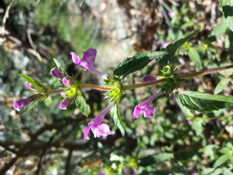 Imagem de Galeopsis ladanum L.