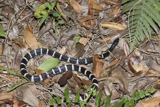 Image of Many-banded Krait