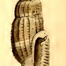Image of Kermia subcylindrica (Hervier 1897)