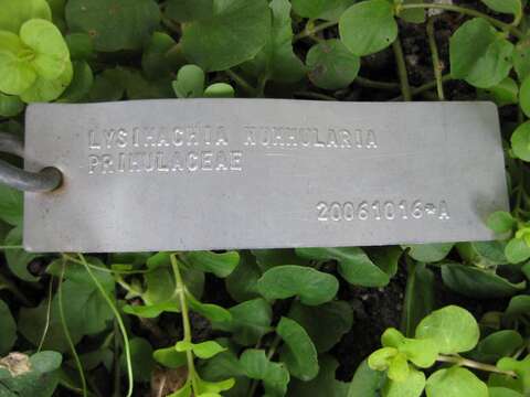 Слика од Lysimachia nummularia L.