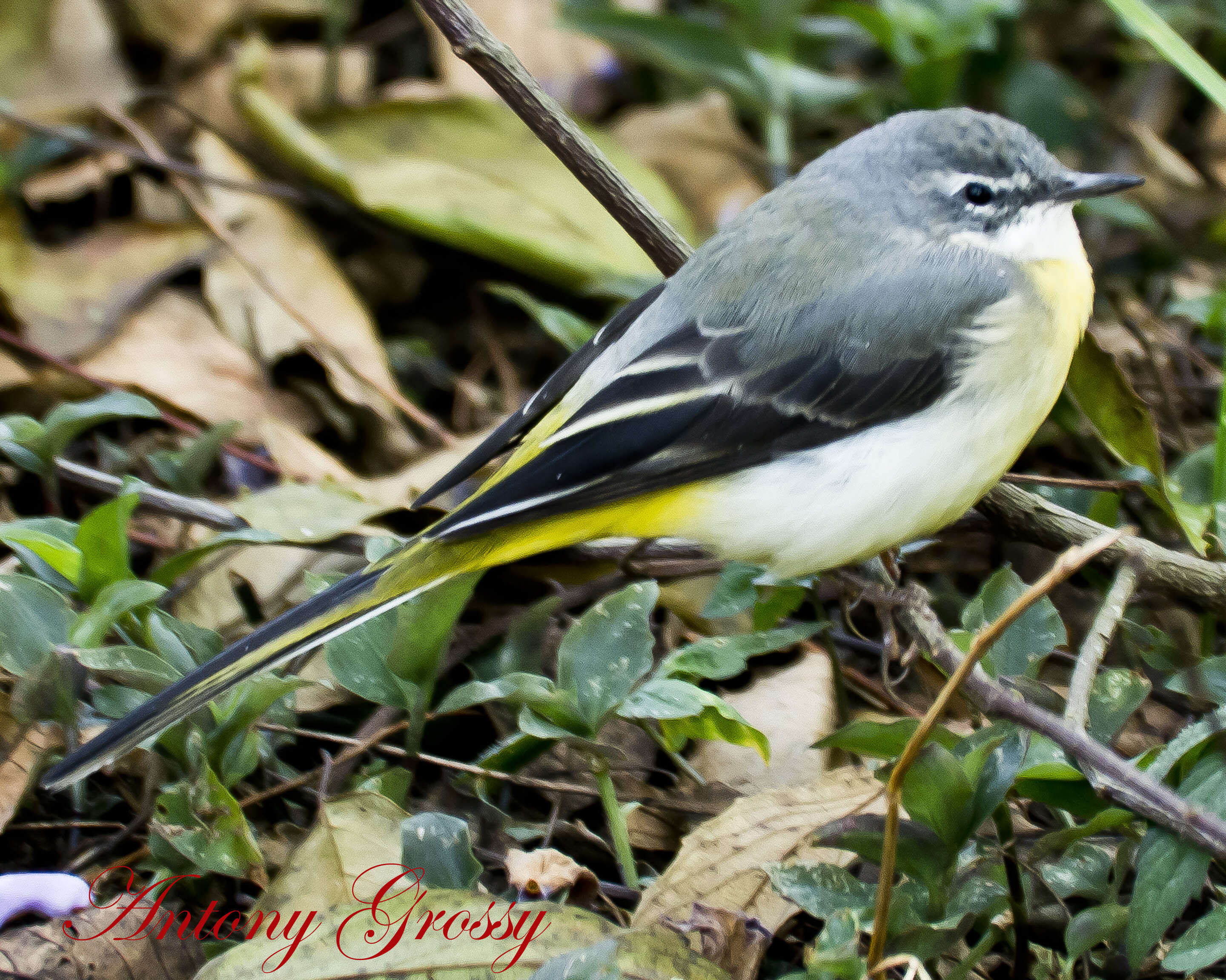 Image of Grey Wagtail