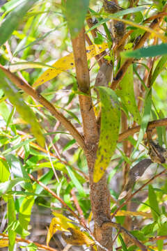 Image of Willow hakea