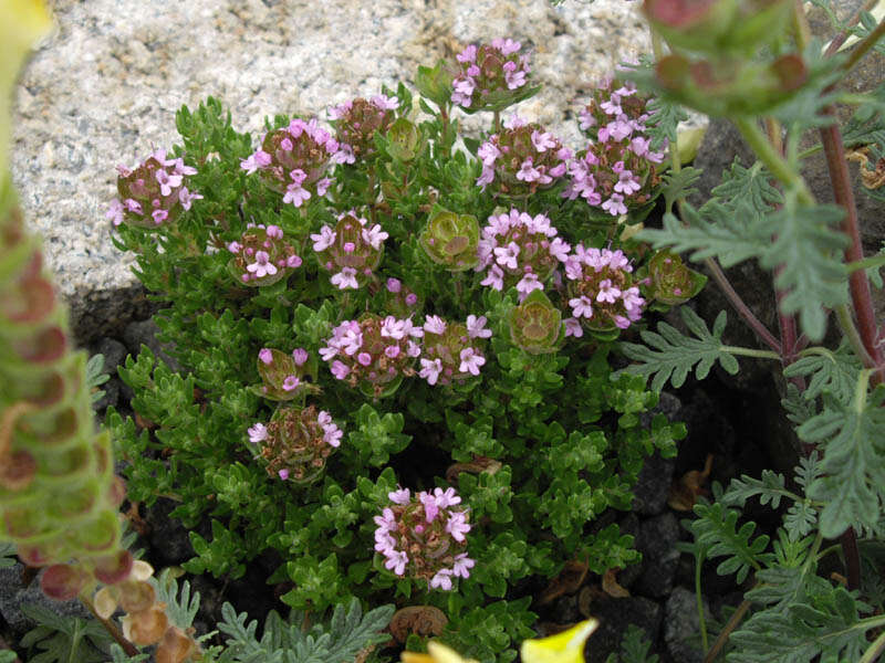 Image of Camphor Thyme